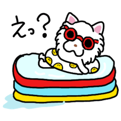 日本スピッツ　ひめこ