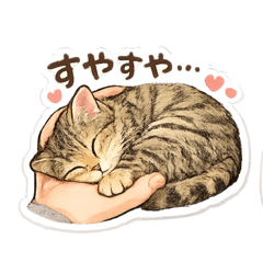 choco_20260517163644