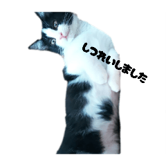 Buy_20260517143059