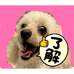 mesafuku_20260517152203
