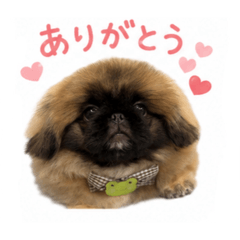 akari_20260517151820
