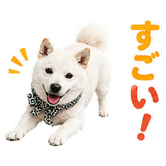 Karakusa White Shiba Stickers.