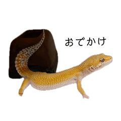 gon_shippo_20260521215810
