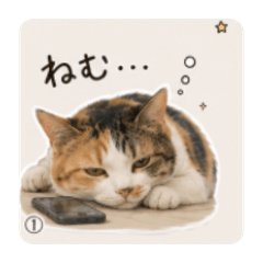 mochifumi_20260517165539