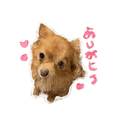 chiko_20260517200051