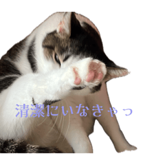 Sweet potato_20260507194248