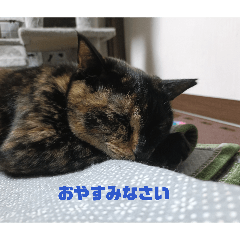 shin_20260517190305