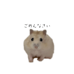 muffin_20260517203217