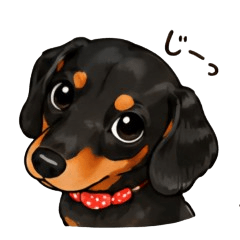 Beloved Dachshund Caddie002