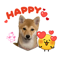 KOHARU_mameshiba