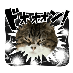 Neko_20260517201421