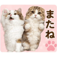 mitamitu_20260517201758