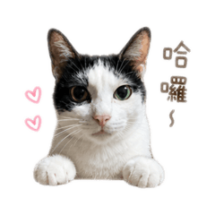 歐戀&歐寶