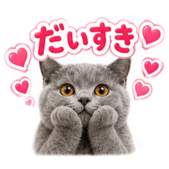Fluffy British Shorthair Stickers