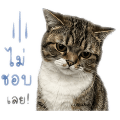 Meomeocat