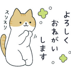 A neat and tidy brown and white cat.