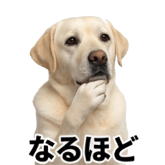 拉布拉多犬表情貼（日常用）