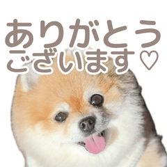 Pomeranian Cocchan