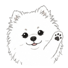 Pomeranian11