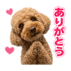 Shintaro Toy Poodle Everyday Stickers