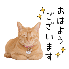 Sho's Everyday Cat Stickers