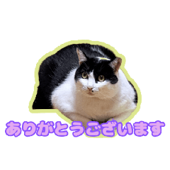 Cat kouchan Line