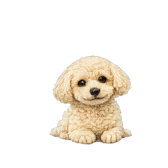 Toy Poodle Noah-chan ver.2