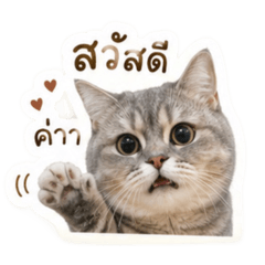 Kaphrao the cat 1