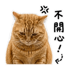 胖橘3.0