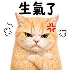 Orange Cat So Cute (TW)