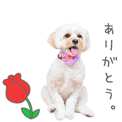 Stamp No:9109