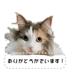Tetra and Rosie Message Stickers