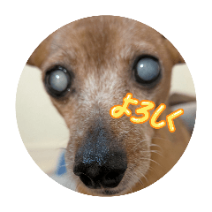 CHOCO_20260517203531
