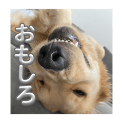 KOKONA_20260517211844