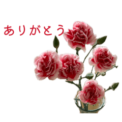 Maron_20260517212035