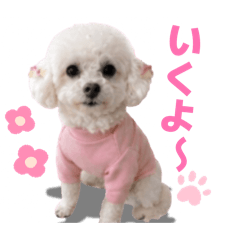 白プードルちゃんのゆるかわスタンプです