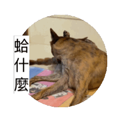 動的小滷