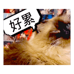 派家三寶嫌棄抱怨系列