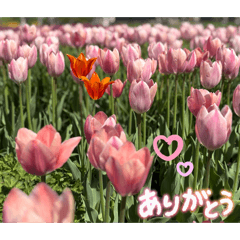 yuka_20260518095055