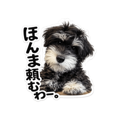 Schnauzer is JIJI