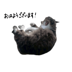 meow_20260518143723
