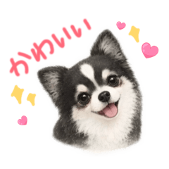 chiruchan25_20260518142335