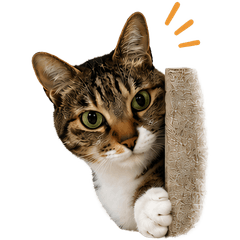 SweetCats Stickers