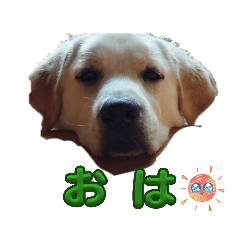 don_20260518130058