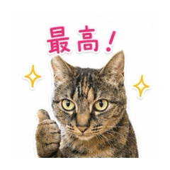 pikmisoDX_20260518112704