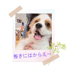 kinuko_20260518113243