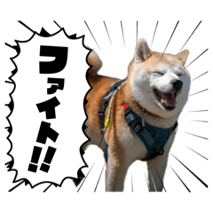 kota-shiba_20260518082932