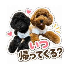 toypoodle_bubupopo_20260518123502