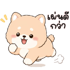Shiba very cute cute