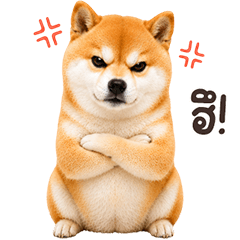Shiba TuaTueng